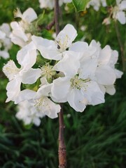 the apple tree is blooming
