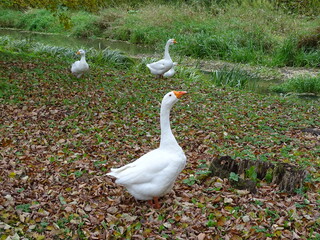 goose, bird, duck, animal, geese, farm, nature, grass, beak, birds, water, domestic, feathers, animals, wildlife, fowl, feather, waterfowl, wild, agriculture,  poultry, wings, park, autumn, landscape,