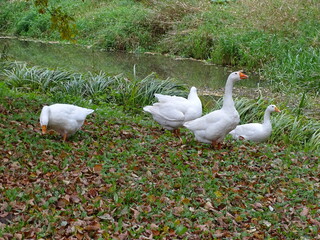 goose, bird, duck, animal, geese, farm, nature, grass, beak, birds, water, domestic, feathers, animals, wildlife, fowl, feather, waterfowl, wild, agriculture,  poultry, wings, park, autumn, landscape,