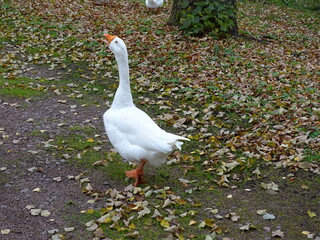 White goose in autumn landscapes raised its head and shouts 
