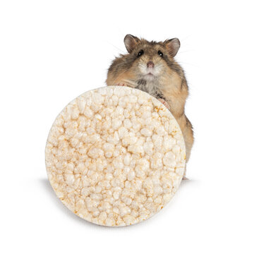Adorable brown adult Campbelli hamster holdin gup a round rice waffle with his paws. Isolated on a white background.