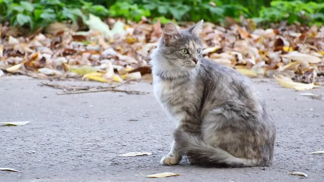 A young gray cat sits on the pavement and scratches its face against a blurred background of autumn foliage. Close-up