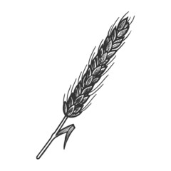 Fototapeta premium wheat spikelet sketch engraving vector illustration. T-shirt apparel print design. Scratch board imitation. Black and white hand drawn image.