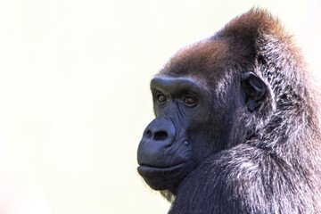 portrait of a gorilla on a white background
