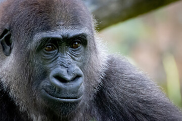 closeup portrait of a gorilla