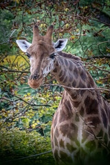 an african giraffe standing in a group of colorful trees