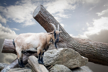 A Pygmy goat standing on top of a pile of rocks