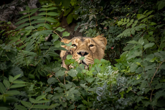 a female lion hiding in the bushes