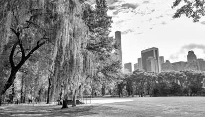 Trees and buildings from Central Park in foliage season, New York City.