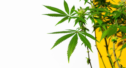 A cannabis bush in bright light with a white and yellow background with a shadow. Medicinal marijuana leaves of the Jack Herer variety are a hybrid of sativa and indica. Growing a home plant