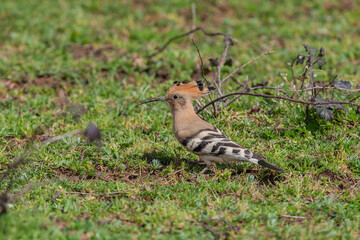Eurasian Hoopoe (Upupa epops) feeding on grass