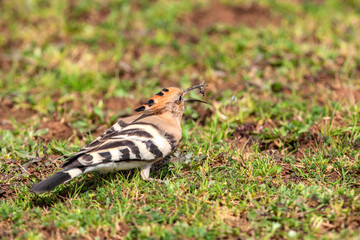 Eurasian Hoopoe (Upupa epops) feeding on grass