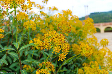 yellow flowers in the garden