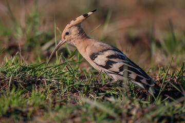 Eurasian Hoopoe (Upupa epops) feeding on grass
