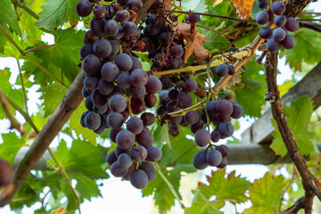 Low angle view of black grapes on the tree.