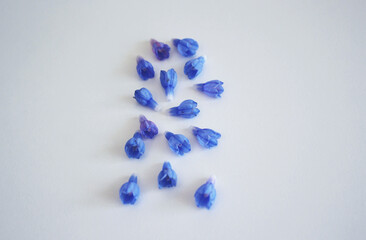 Small blue flowers on a white background. Blooming elements for decoration