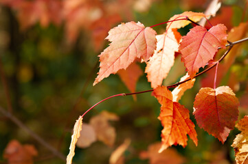 Birch leaves against autumn forest