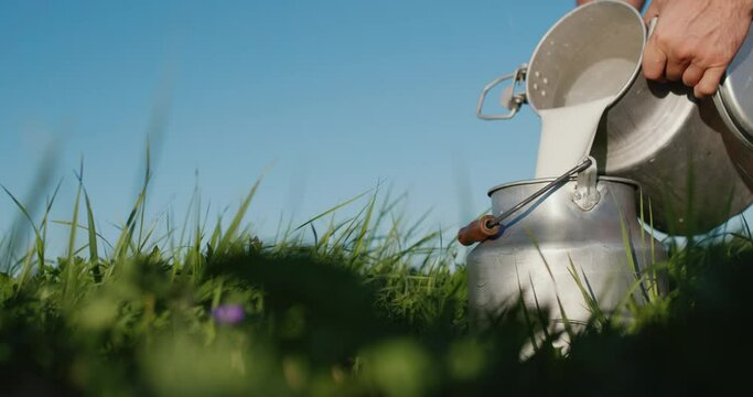 The farmer pours fresh fresh milk from one can to another. Stands on a beautiful green pasture