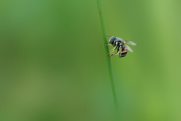 bug on a leaf