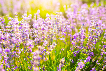 Beautiful purple lavender flowers on the summer field. Warm and inspiration concept.