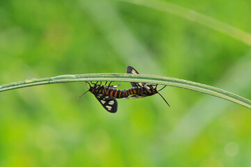 Mating moth