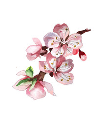 Apricot flowers branch watercolor isolated on white background illustration for all prints.