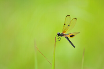 dragonfly on a green leaf
Rhyothemis phylis