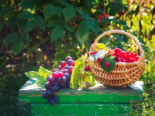 Fototapeta na wymiar The basket of raspberry and grapes bunch in a garden