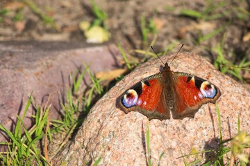 Beautiful butterfly sitting on a stone close up