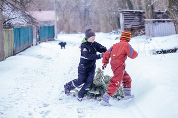 Children playfully take the tree after Christmas to compost heap for processing. End of holidays....