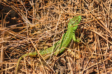 Green lizard among dry grass and pine needles. A reptile in its natural habitat.