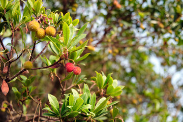 part of the arbutus tree with fruits, branches and leaves. Shot in diffuse natural light in the morning.