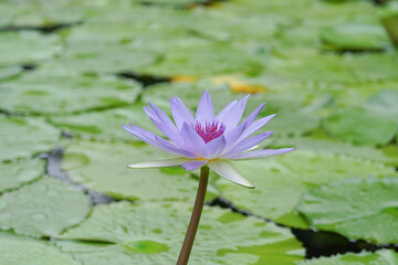 a blue lotus flower backgroung blurred it's leaves