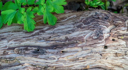 Wood texture with traces of bark beetle. Termite-eaten tree, Insect holes in the tree trunk, close-up. Dry wood texture with holes from pests. the tree was eaten by the bark beetle.