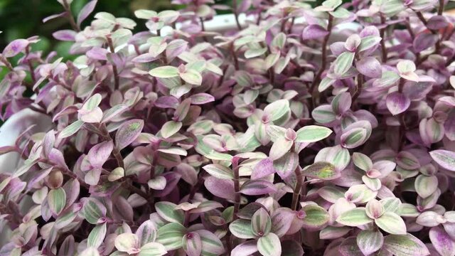 Abstract of wind is blowing the Creeping Basketplant OR Turtle Vine OR Bolivian Jew (Callisia Repens Pink Lady) is low growing succulent plant. No sound VDO