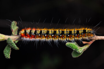 Psilogaster loti Caterpillar on Cistus salviifolius