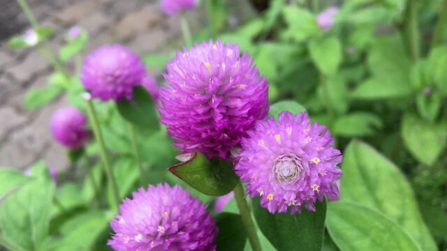 Abstract blooming Globe amaranth flower (Gomphrena globosa) in family Amaranthaceae that is tropical annual plant. (No sound video)