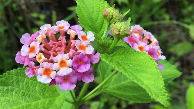 Abstract beautiful blooming common lantana flower (Lantana camara) is small, broadleaf evergreen shrub in the Verbenaceae (verbena) family