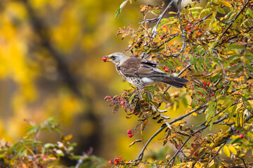 Fototapeta premium The fieldfare is sitting on a rowan branch with a ripe red rowan berry in its beak. Wild bird on a bright colorful autumn nature.