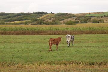 cows grazing in a field, calves in the field in the autumn morning