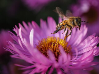 Pszczoła wzlatająca
