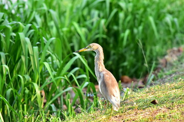 Heron dird finding the fish in the rice field.