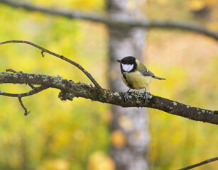 tit on a tree branch in autumn park
