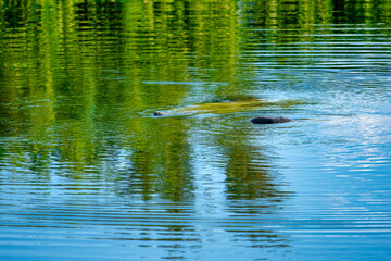 Crocodile emerging from the swamp, Florida Everglades.