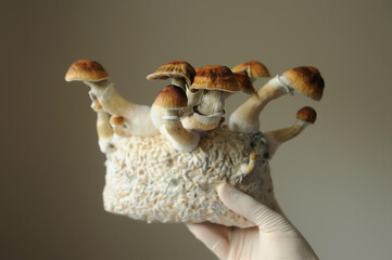 Mycelium block of psilocybin psychedelic mushrooms Golden Teacher. Grower man with Psilocybe Cubensis mushrooms. Macro view, close-up. Micro-dosing concept.