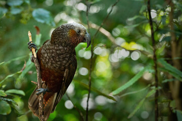 A New Zealand kaka parched on a tree branch in the woods
