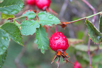 wild rose hips