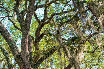 Trees in Apalachicola River Wildlife and Environmental Area, Florida - USA.