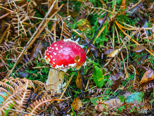 a fly agaric mushroom (Amanita muscaria) growing wild in Wales UK