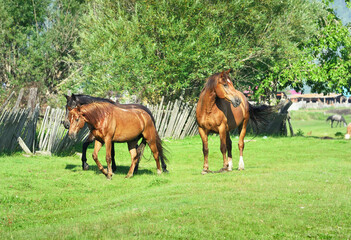 Fototapeta premium Horses on the edge of the village
